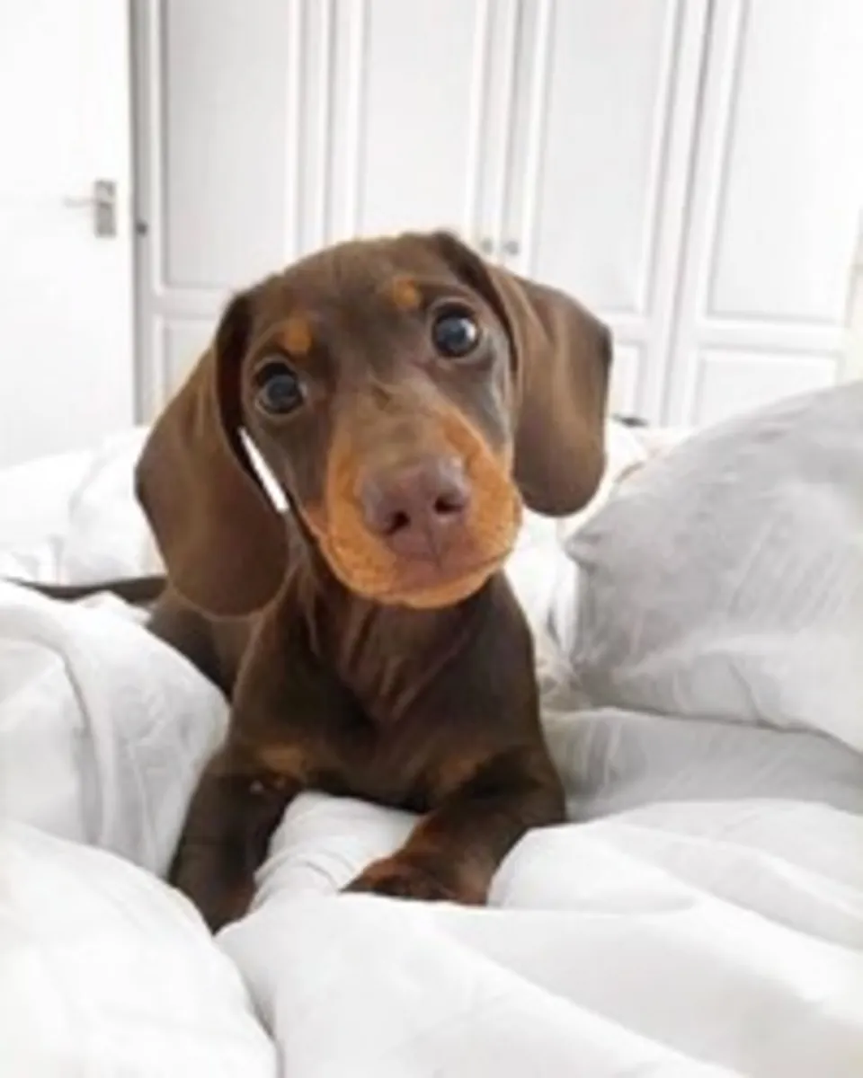 Adorables et affectueux chiots teckels