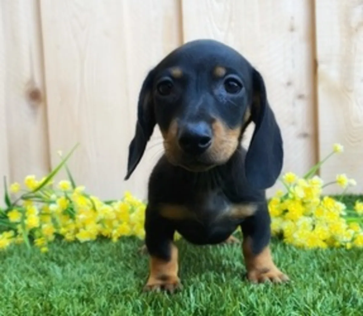 Adorables et affectueux chiots teckels