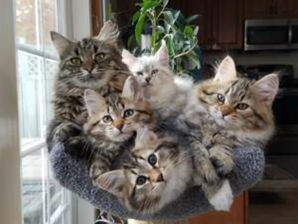 Siberian pedigree kittens