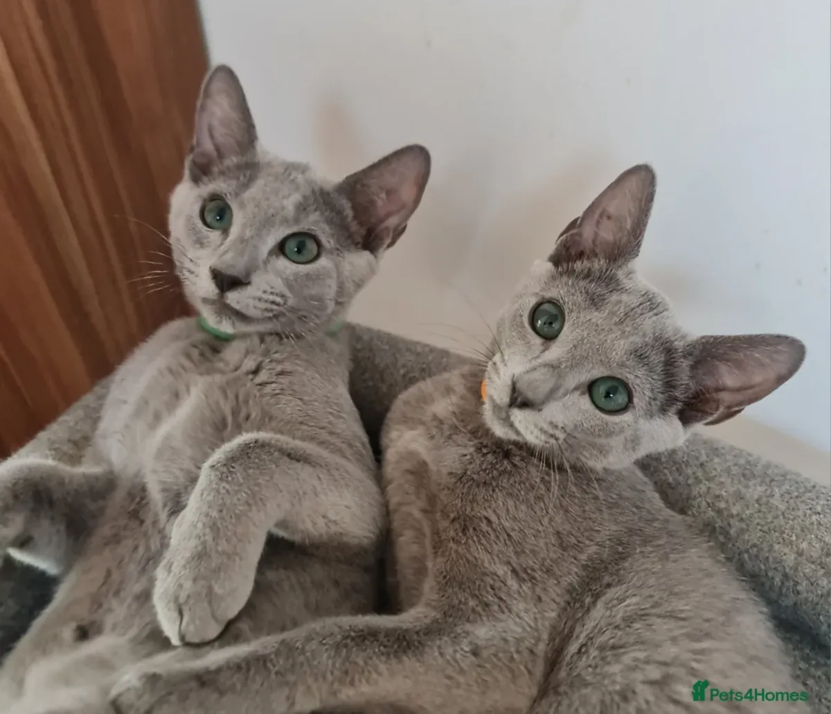 Chaton bleu russe à adopter