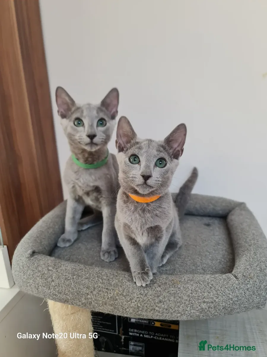 Chaton bleu russe à adopter