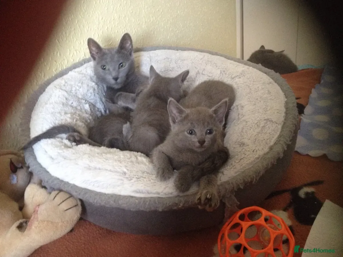 Chaton bleu russe à adopter