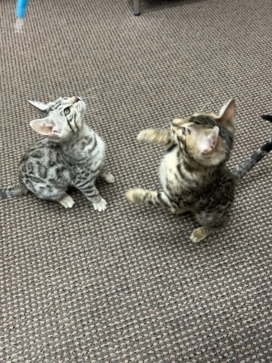 Bengal cats and kittens
