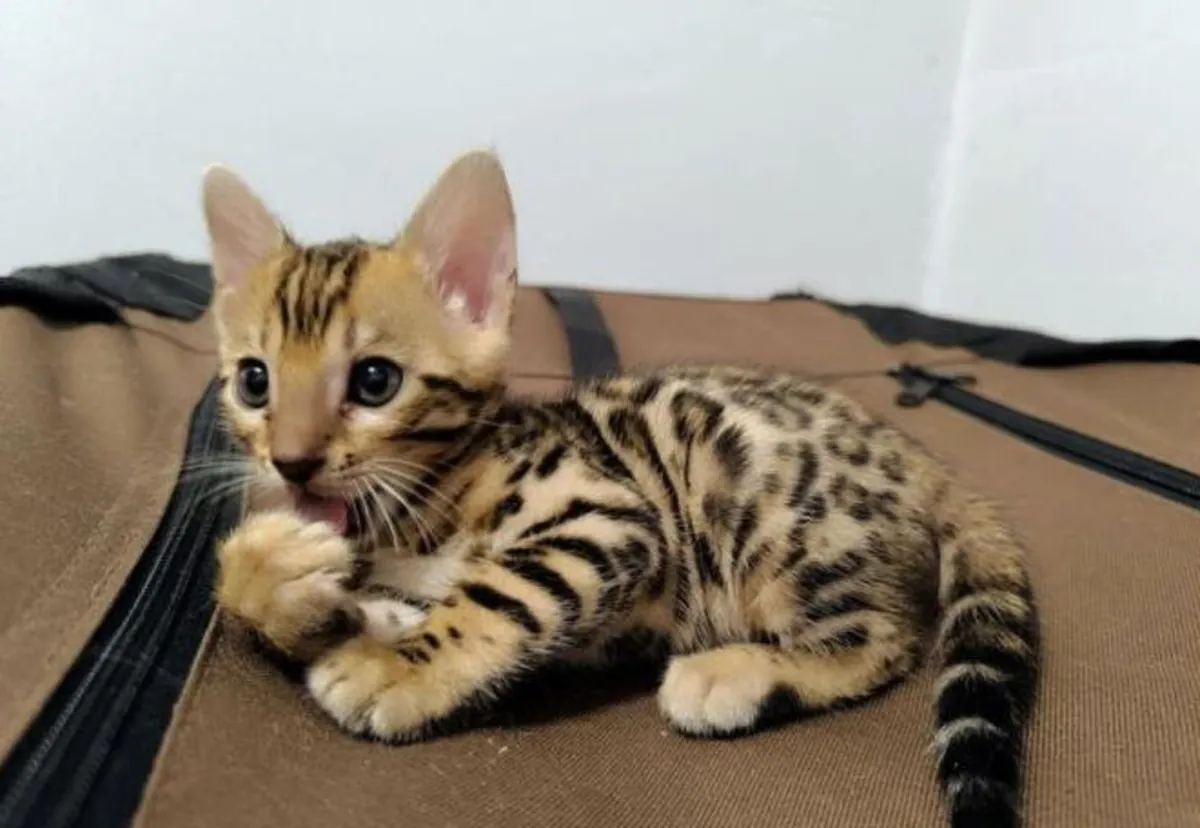 Bengal cats and kittens