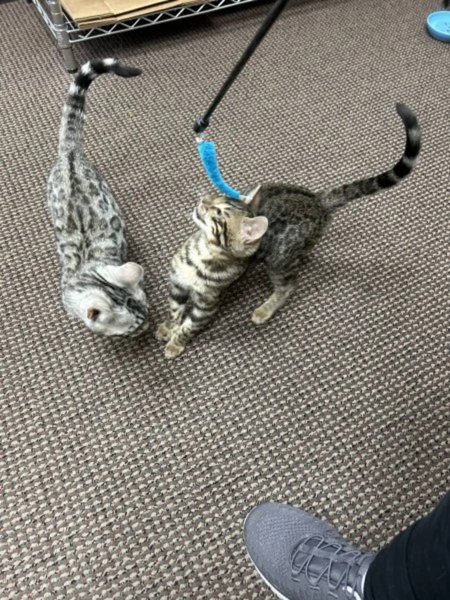 Bengal cats and kittens