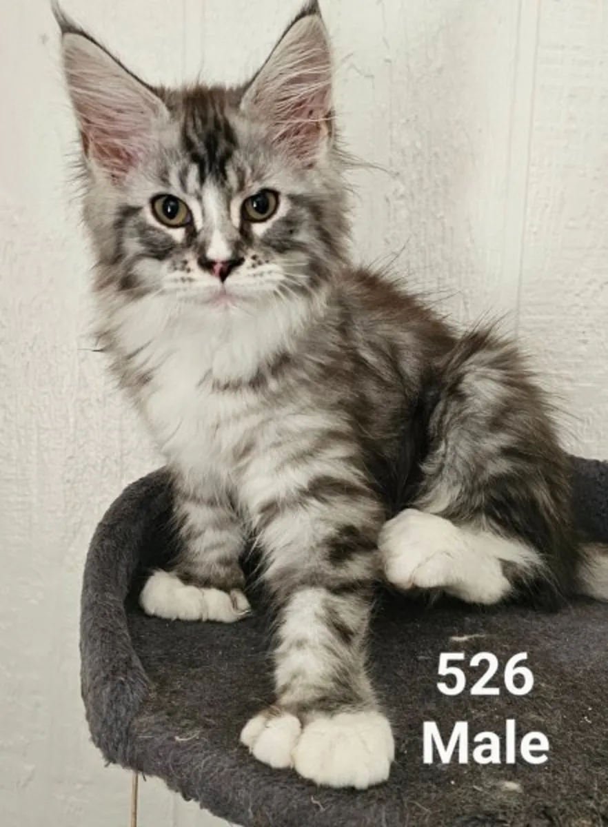 Full Bred Maine coons kittens