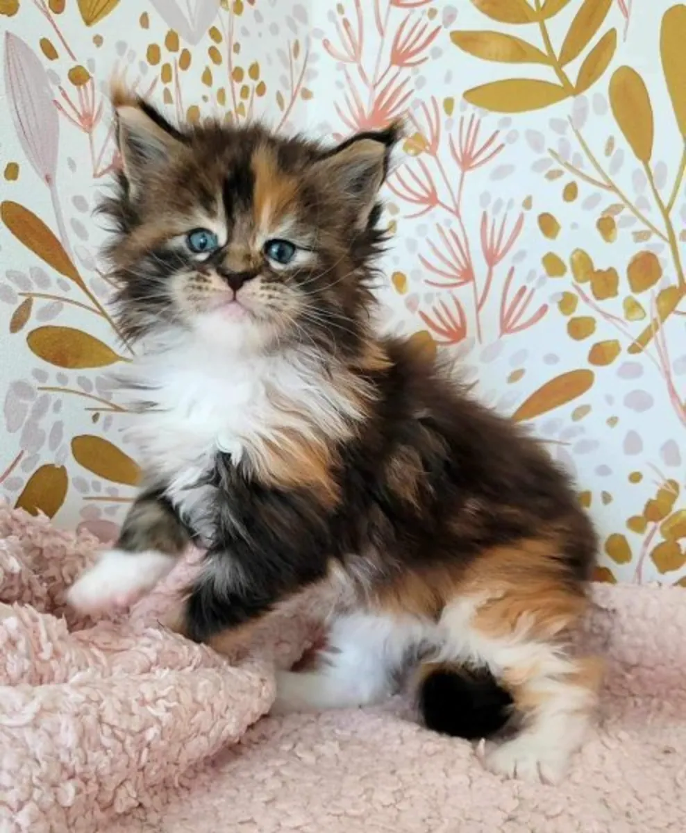 Full Bred Maine coons kittens