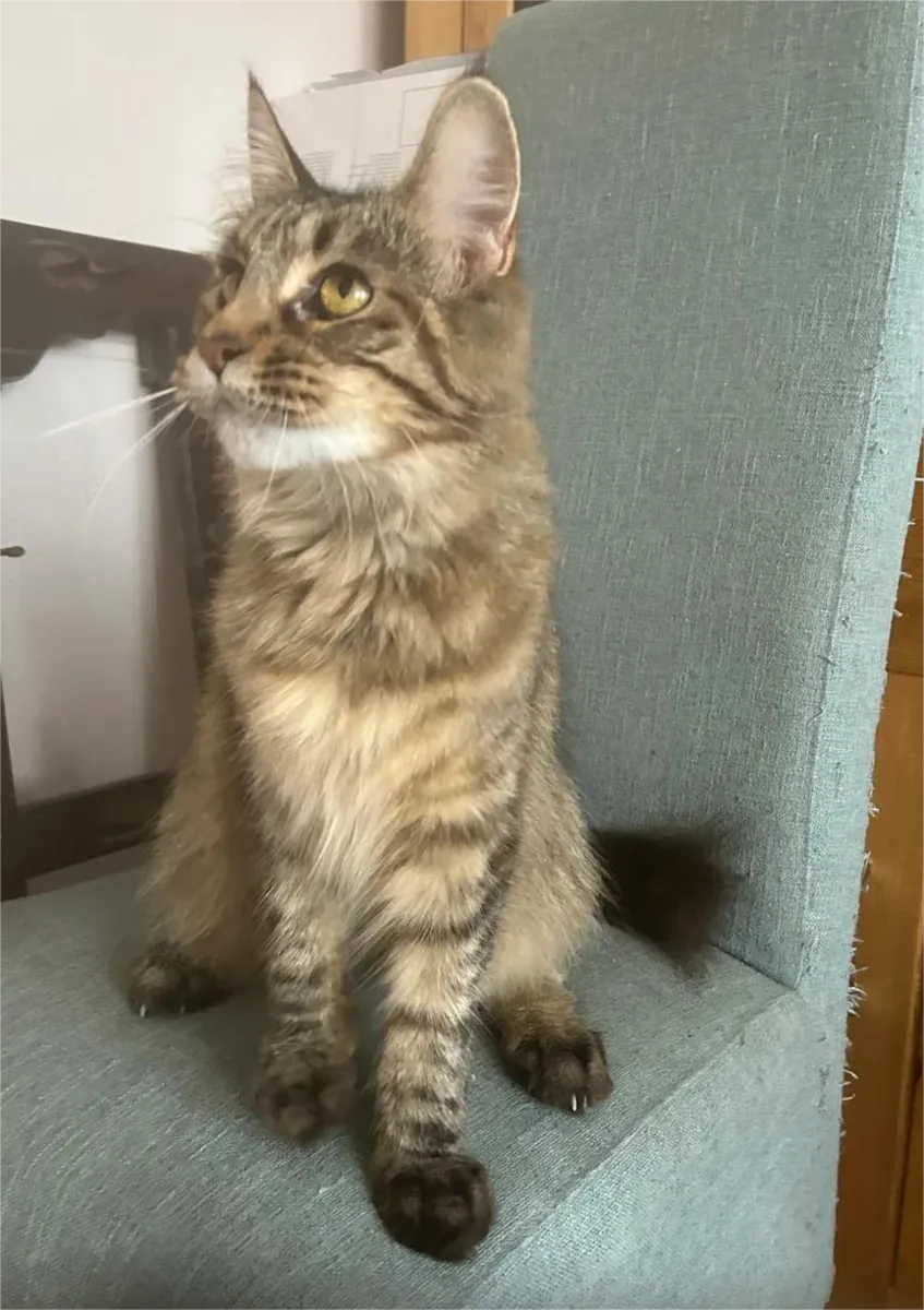 Full Bred Maine coons kittens