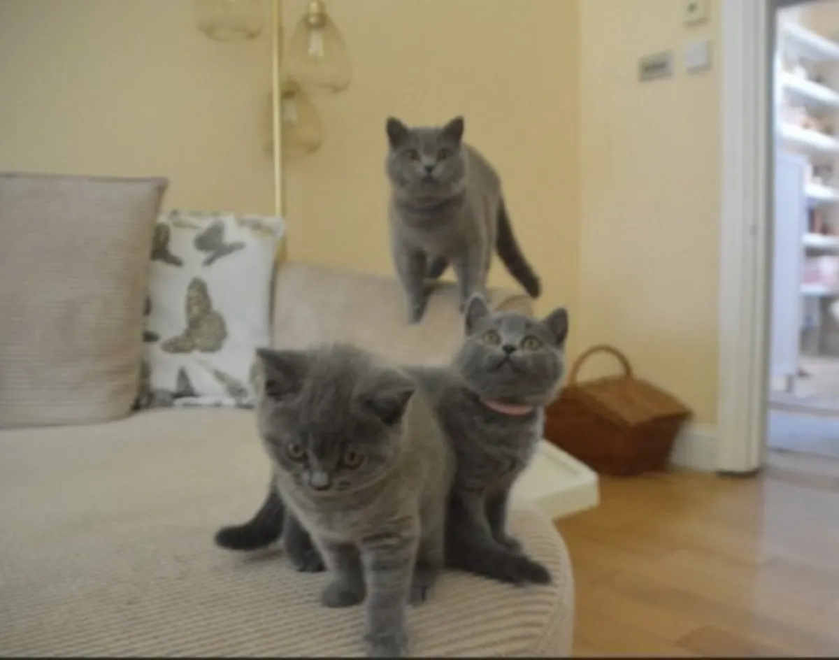 Chatons British Shortair bleus de qualité
