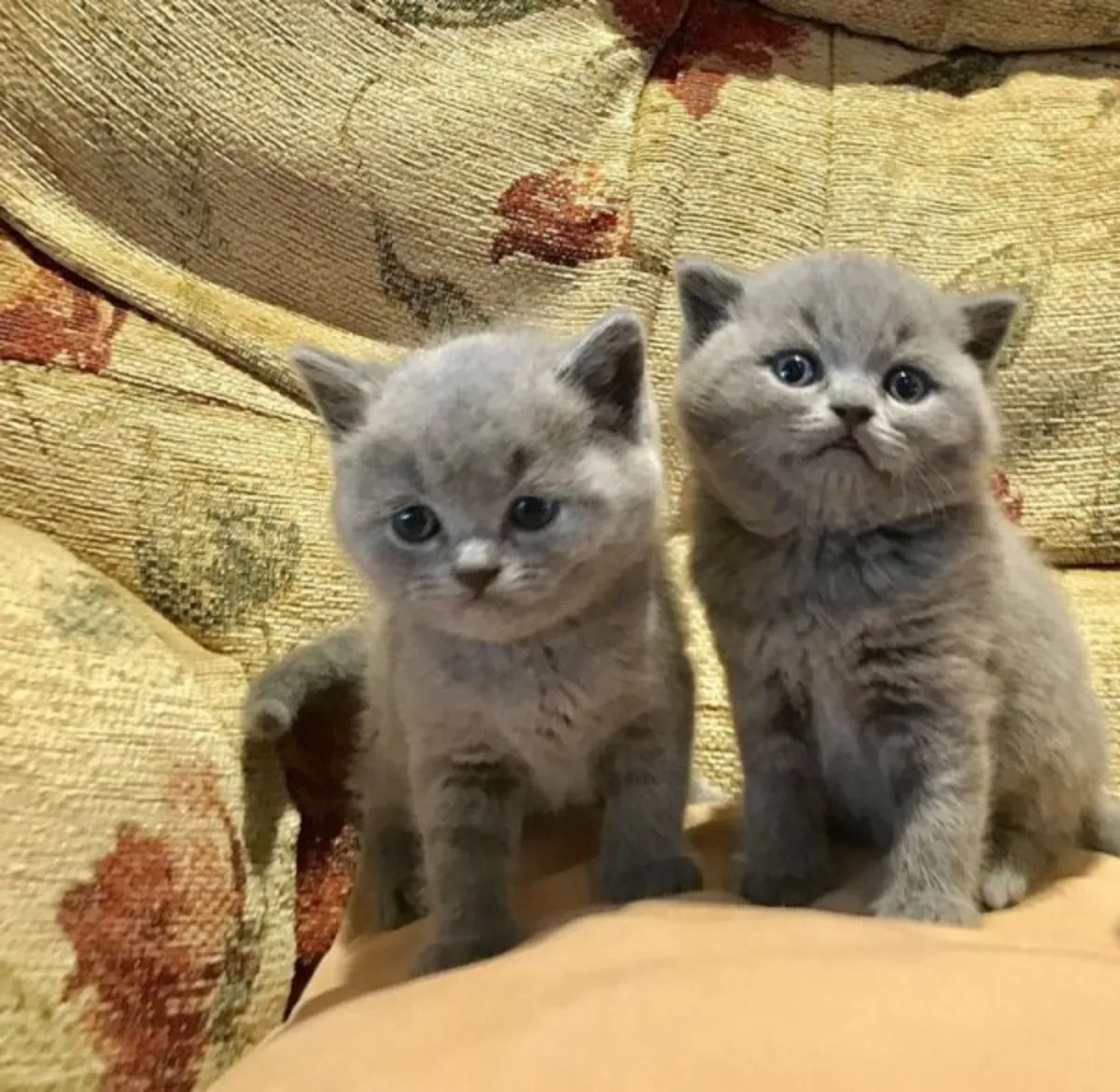 Chatons British Shortair bleus de qualité