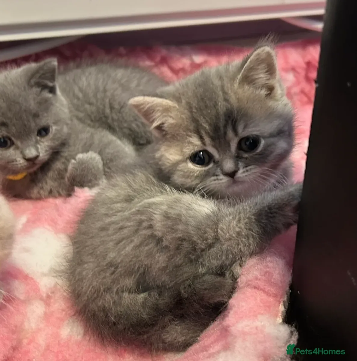 Chatons British Shortair bleus de qualité