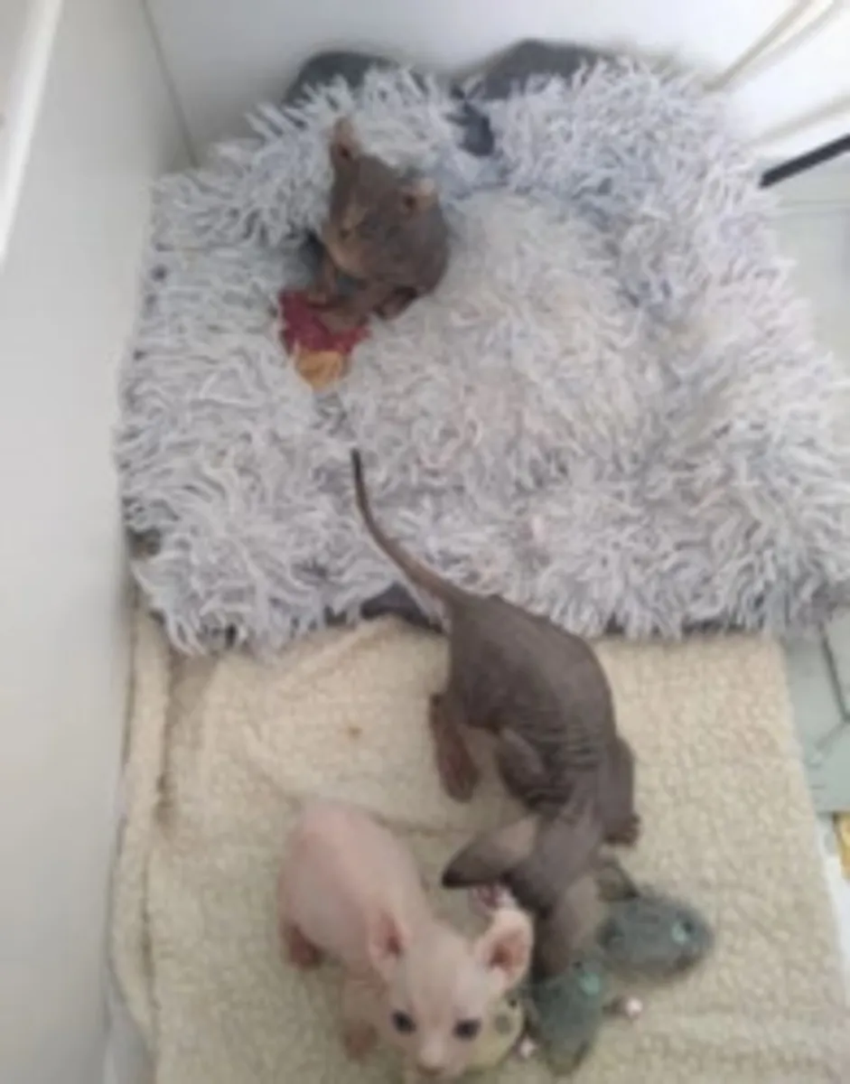 Chatons Sphynx elfes sans poils