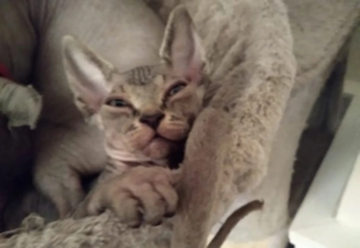 Chatons Sphynx elfes sans poils