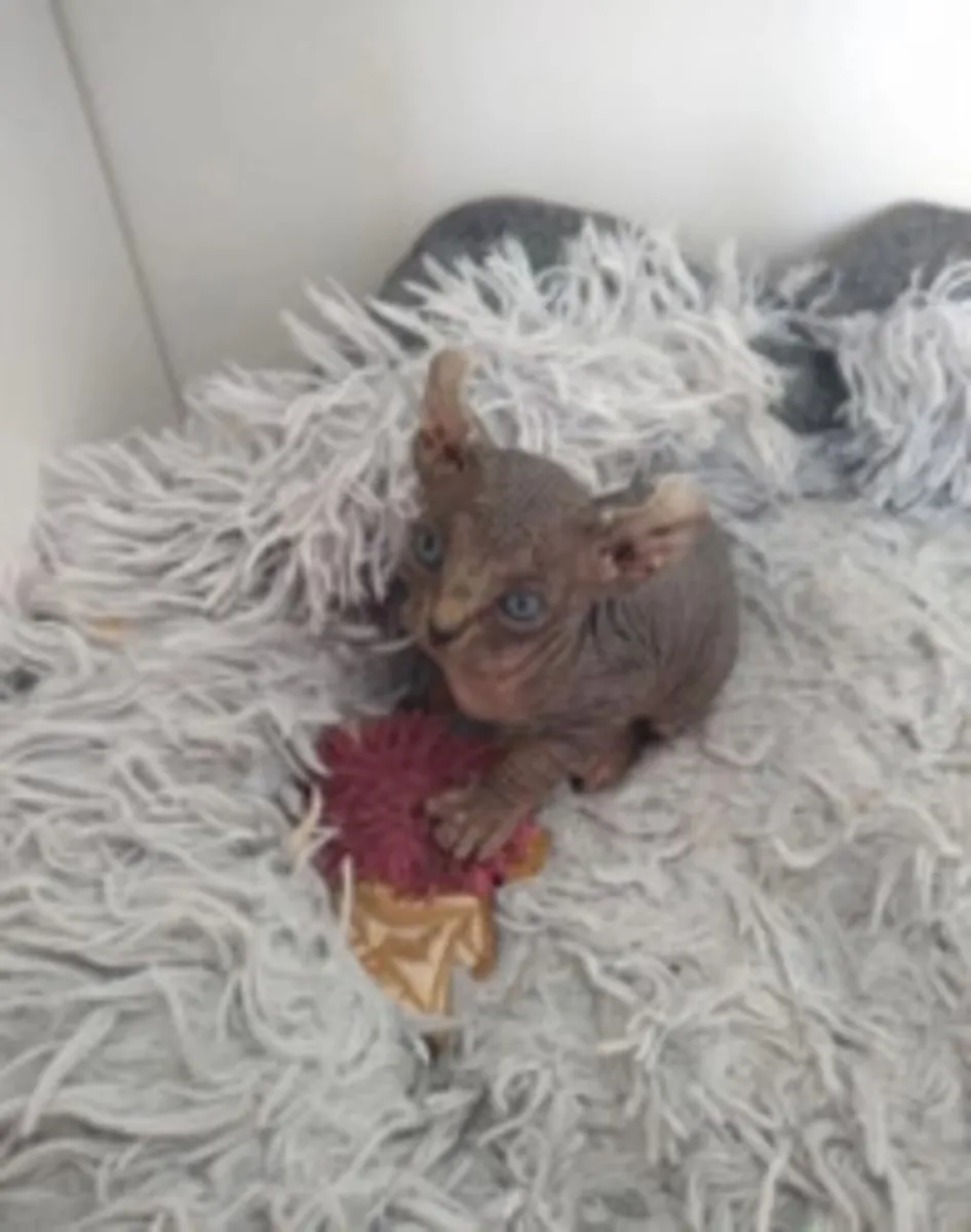 Chatons Sphynx elfes sans poils