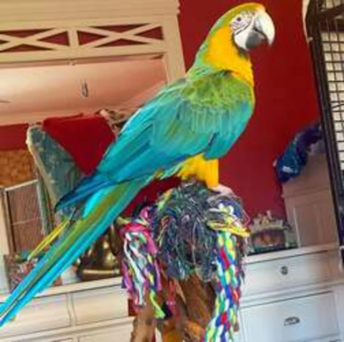 Male and female parrots 