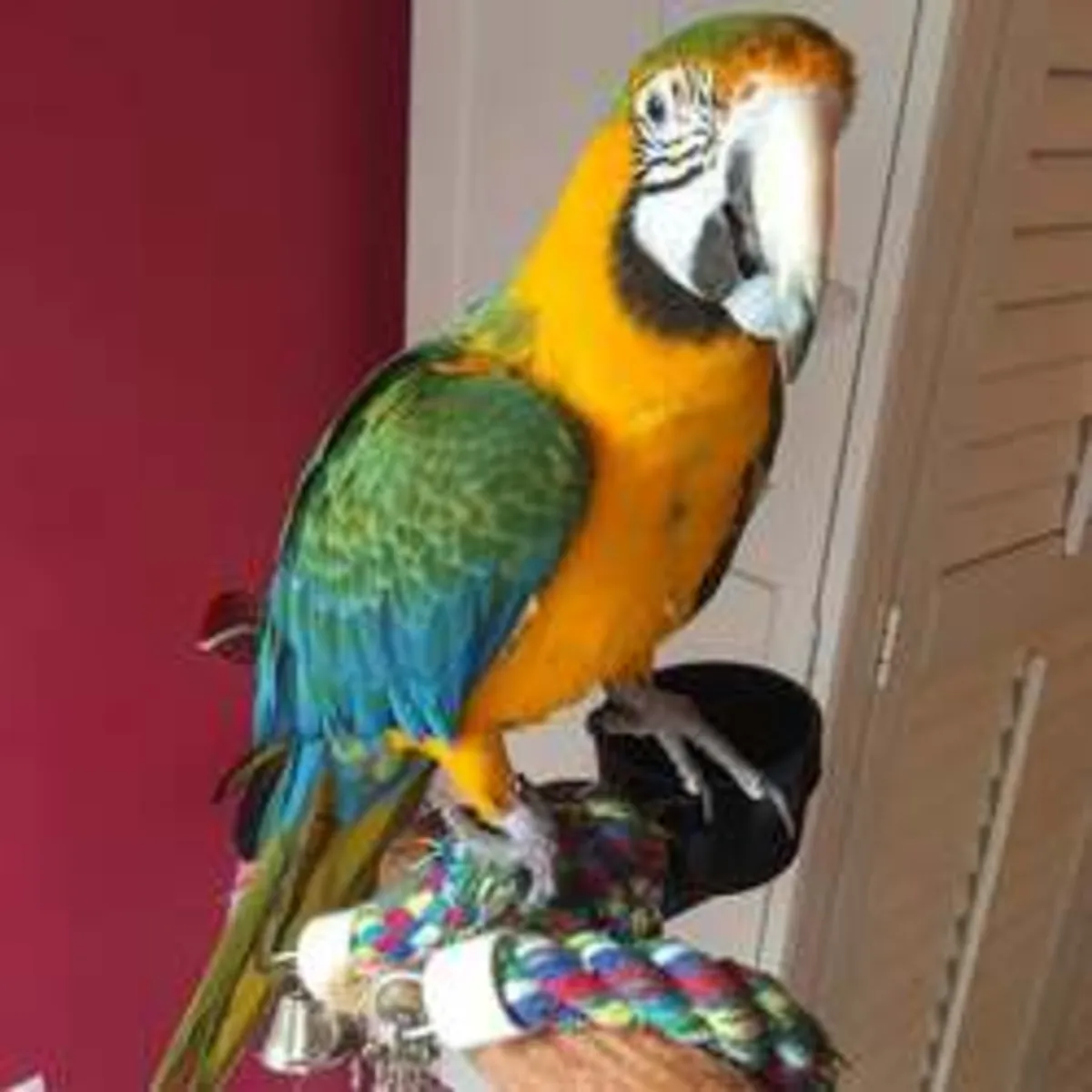 Male and female parrots 