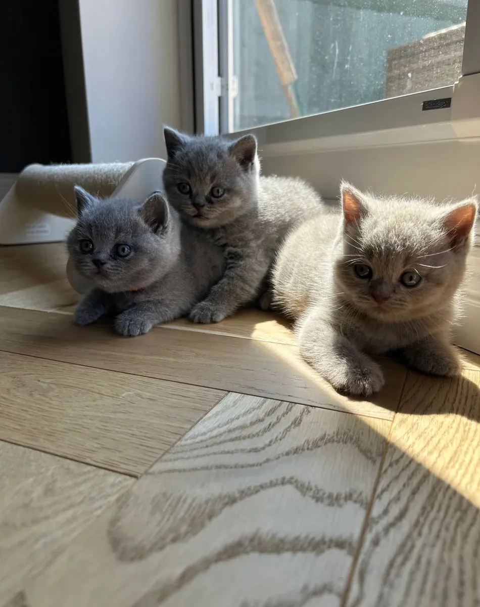 Ready to steal your heart