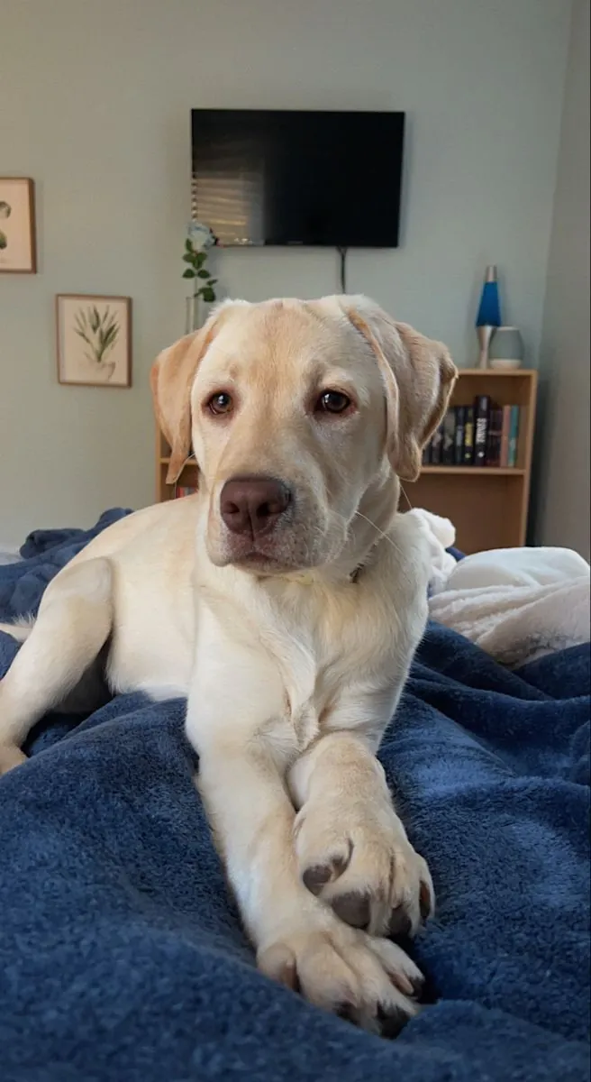 Labrador Retriever à vendre | Affectueux et équilibré | Idéal pour une famille et la vie à la maison