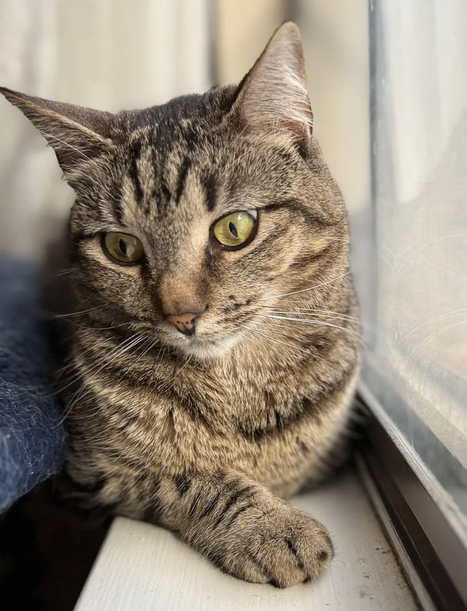 Gato europeo en adopción | Cariñoso pero independiente | Ideal para piso tranquilo