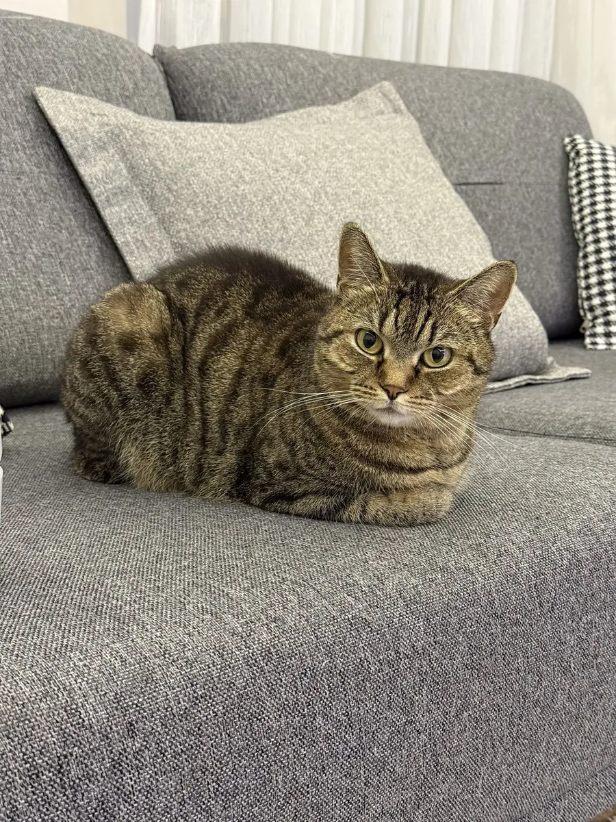 Gato europeo en adopción | Cariñoso pero independiente | Ideal para piso tranquilo