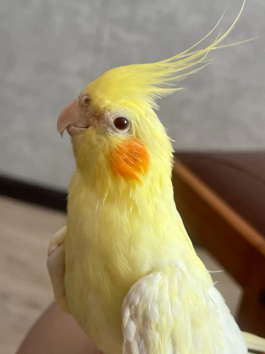 Calopsitte à vendre | Élevée en famille | Calme et habituée aux humains