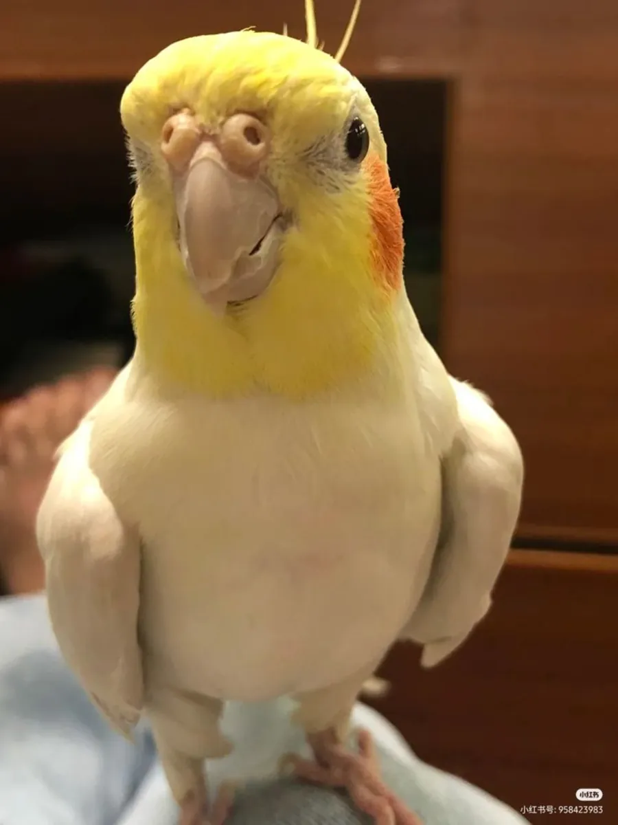 Calopsitte à vendre | Élevée en famille | Calme et habituée aux humains