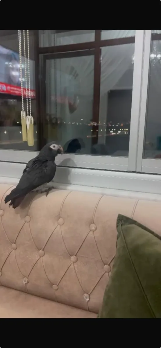 Jaco papağanı başakşehir