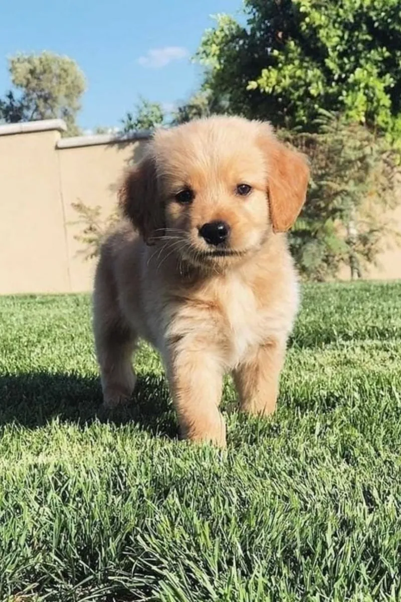 Golden Retriever à vendre | Doux, équilibré | Véritable chien de famille