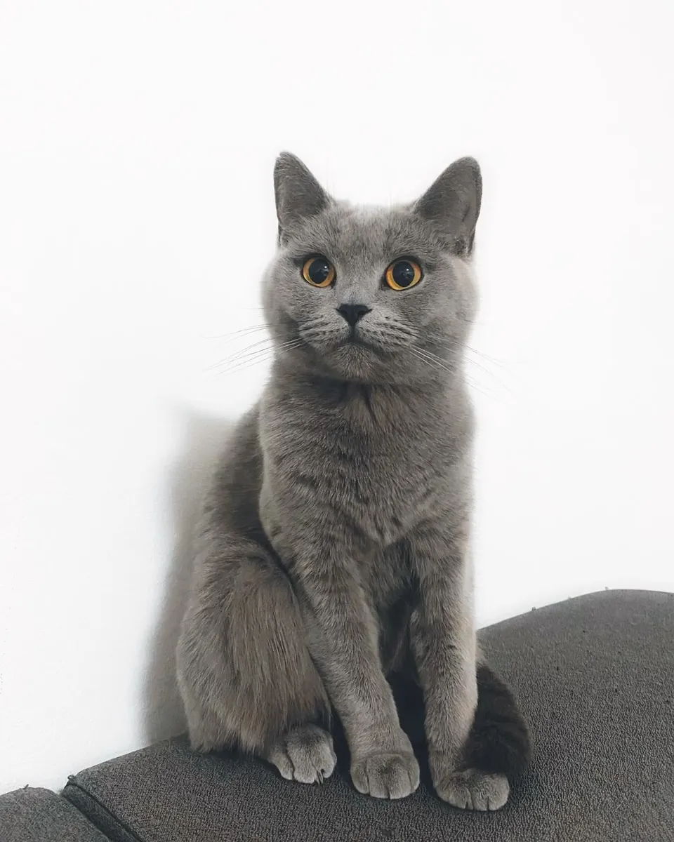 Chartreux à adopter | Calme, discret | Recherche foyer paisible