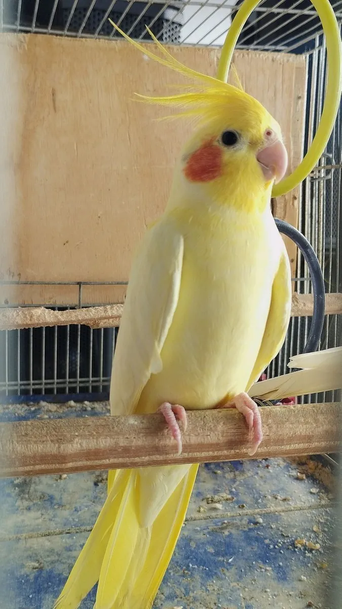 Calopsitte à vendre | Élevée à la maison | Douce et habituée aux humains