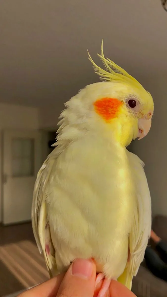 Calopsitte à vendre | Élevée à la maison | Douce et habituée aux humains