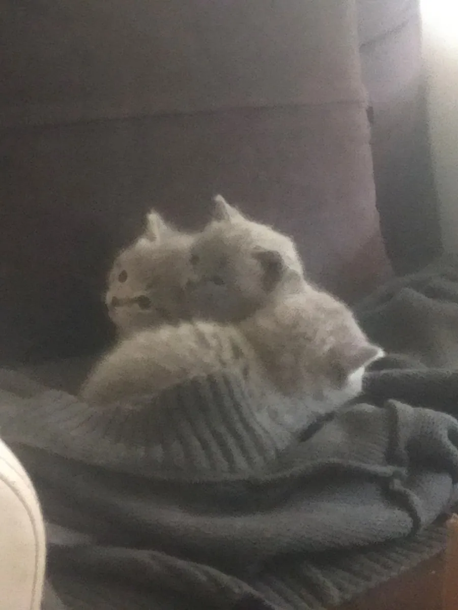 British Shorthair 3 Yavrumuza Yeni Sahip dişi ve erkek