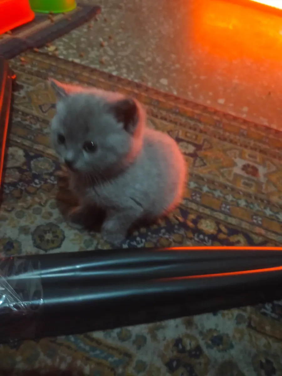 British Shorthair 3 Yavrumuza Yeni Sahip dişi ve erkek