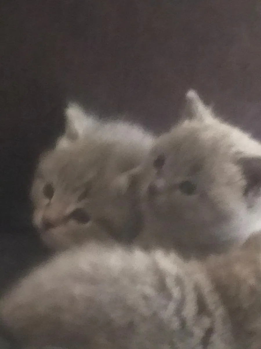 British Shorthair 3 Yavrumuza Yeni Sahip dişi ve erkek