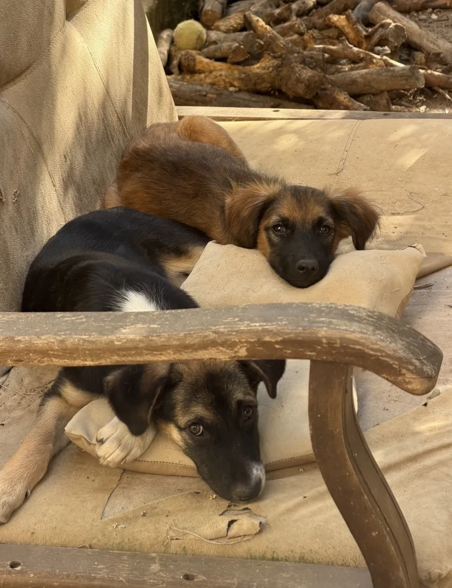 Three siblings urgently need homes, please!! 🥺
