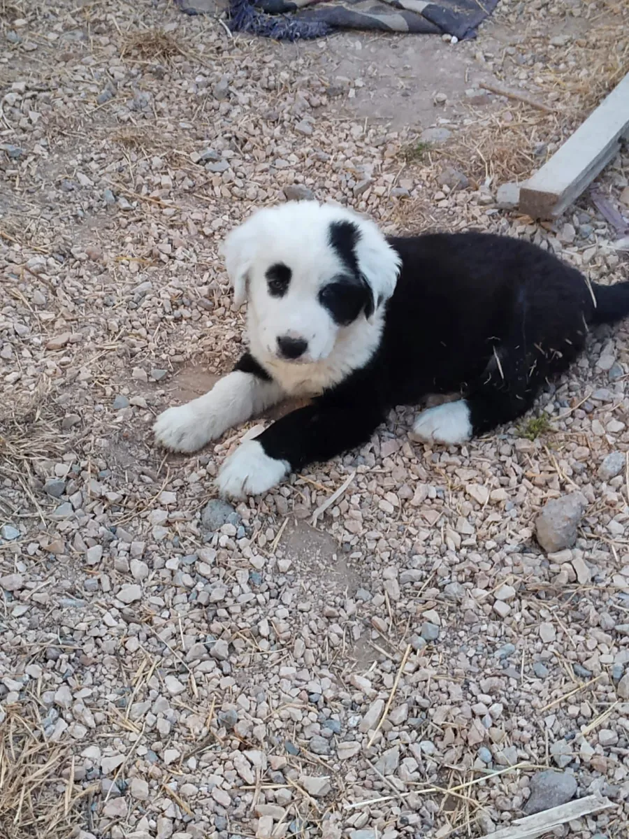 Alabai çoban köpeği