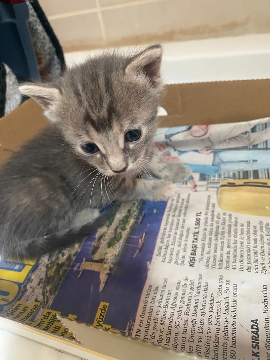 Gatito