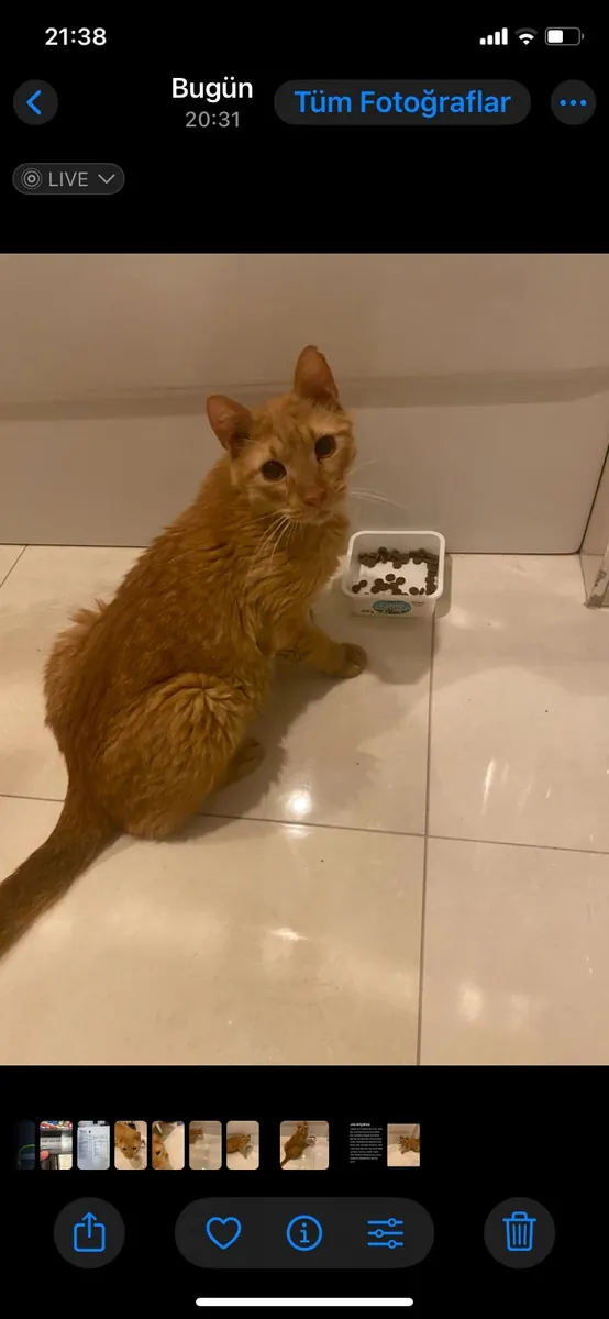 Lucky one was cared for in a home but abandoned on the street.