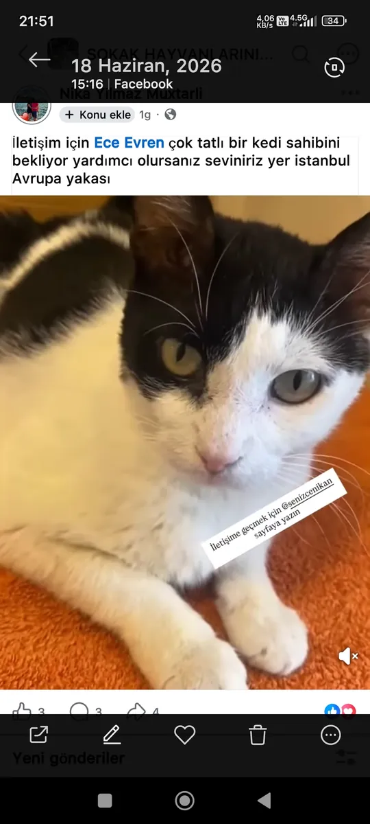 We found Ömür on the street, everything was taken care of, her name is Ömür, she's a very smart and sweet cat.