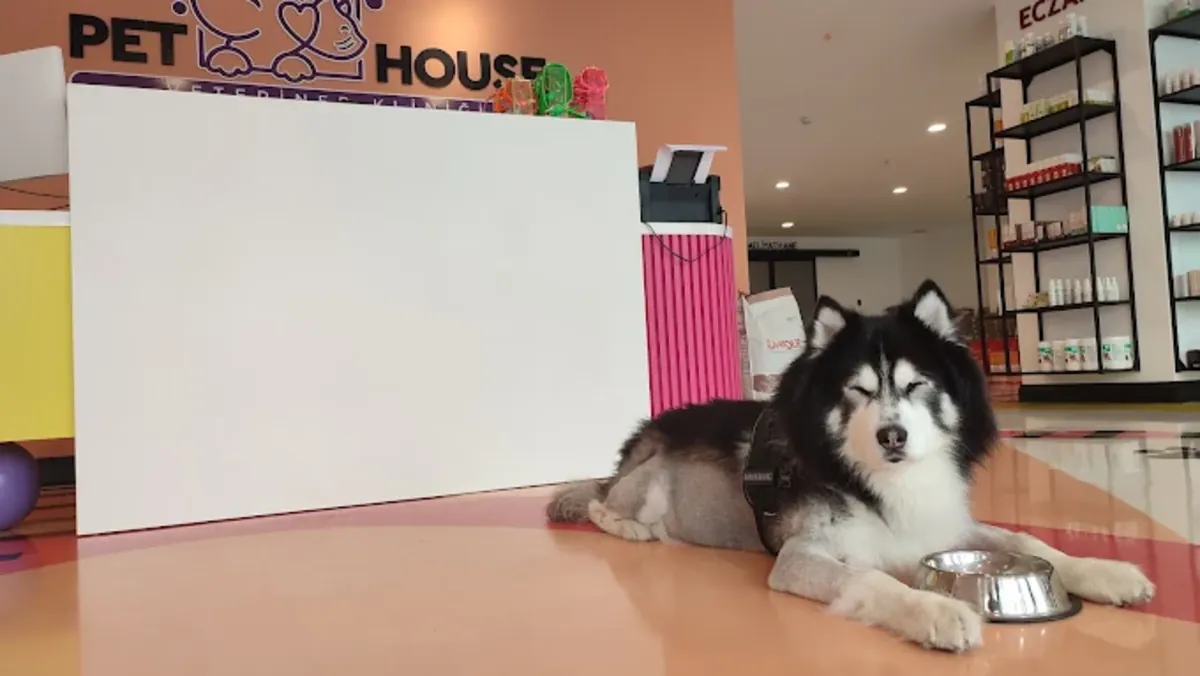 Pet House Trabzon Animal Hospital – 24/7 Veterinary & Emergency Care - Trabzon