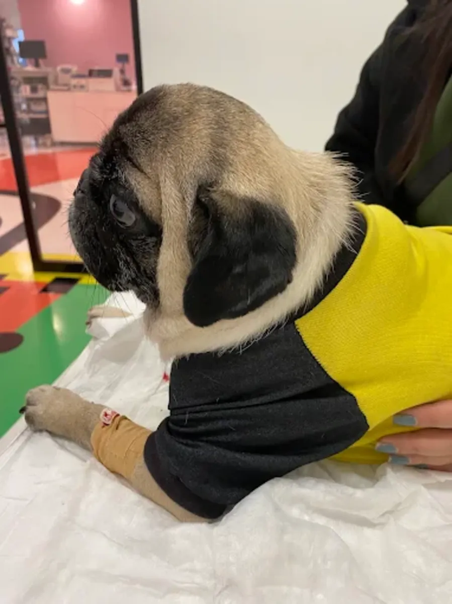 Pet House Trabzon Animal Hospital – 24/7 Veterinary & Emergency Care - Trabzon