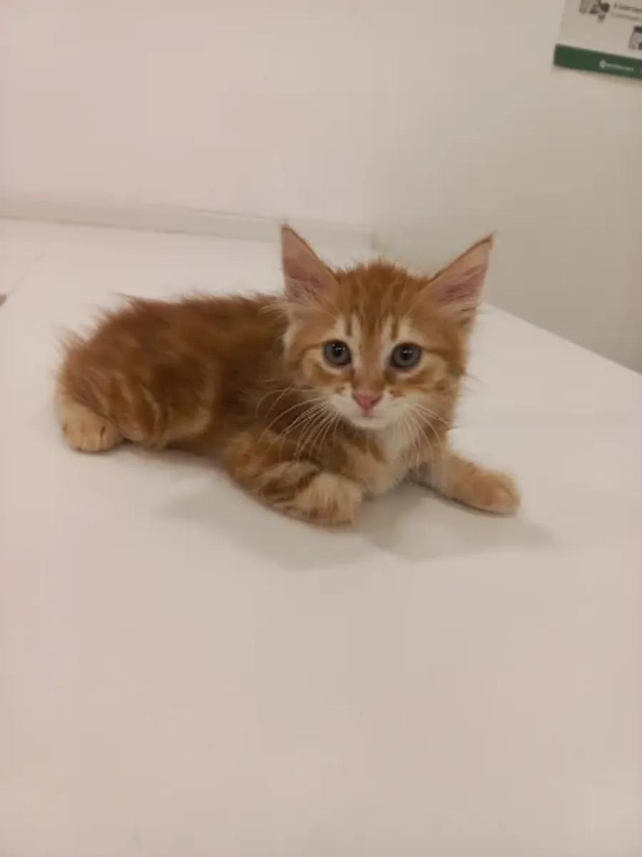 Pet House Trabzon Animal Hospital – 24/7 Veterinary & Emergency Care - Trabzon