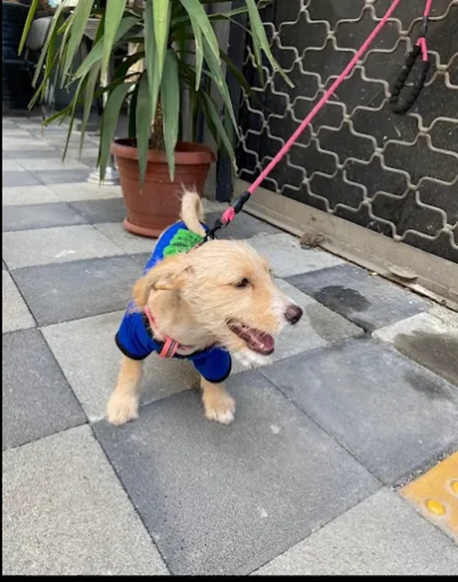 Pet House Trabzon Animal Hospital – 24/7 Veterinary & Emergency Care - Trabzon