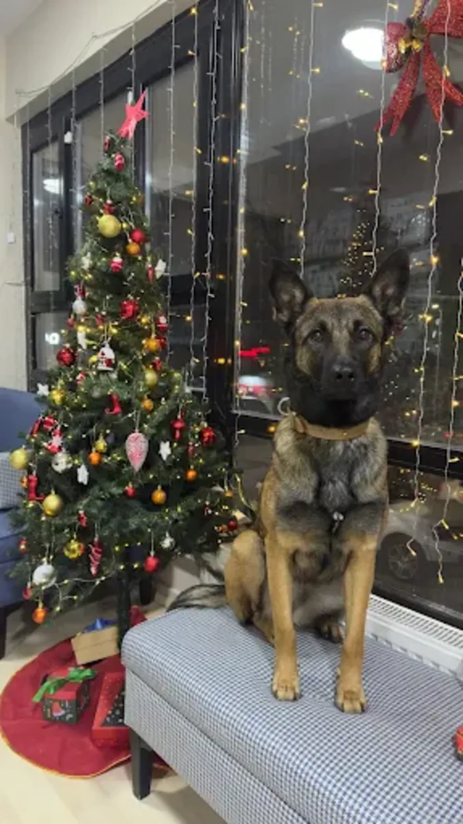 Vetes Veterinary Clinic – Ankara Cankaya Veterinary Services - Ankara