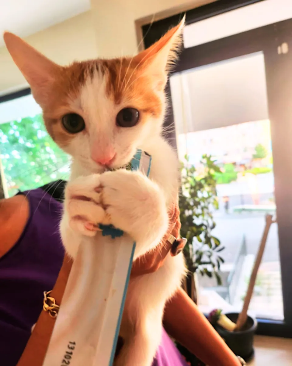 Vetes Veterinary Clinic – Ankara Cankaya Veterinary Services - Ankara