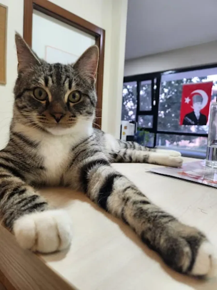 Vetes Veterinary Clinic – Ankara Cankaya Veterinary Services - Ankara