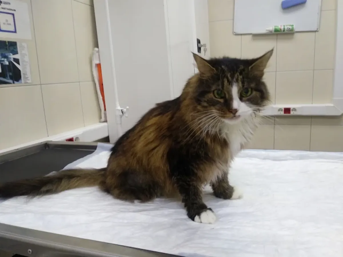 Veterinary Clinic Center – Professional animal care in Moscow - Moscow