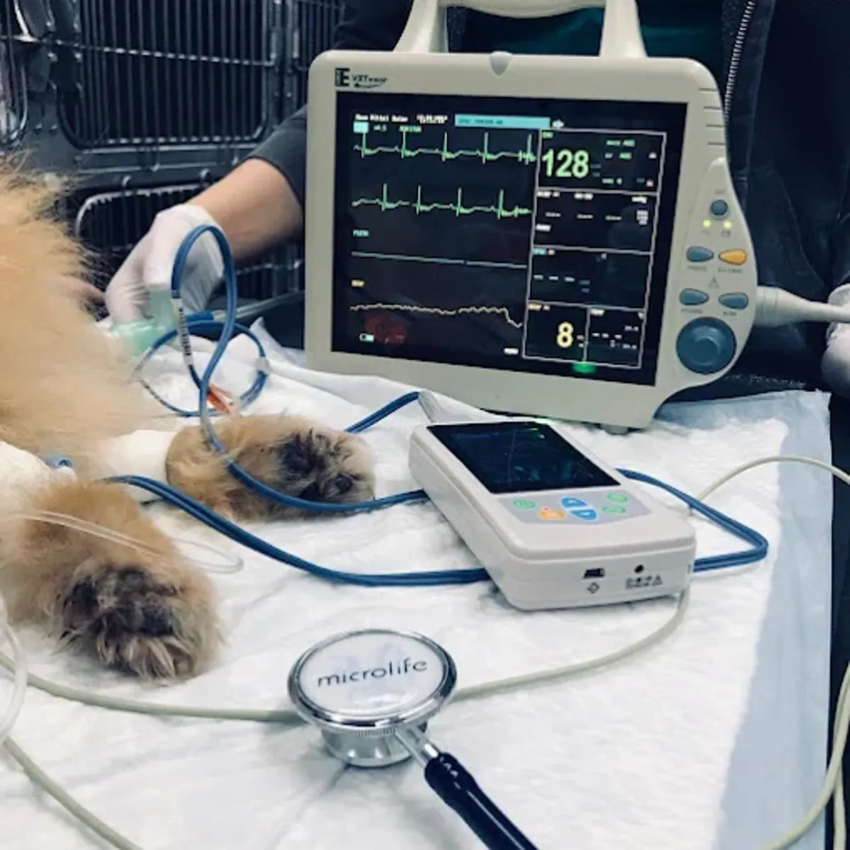 Veterinary Clinic Center – Professional animal care in Moscow - Moscow