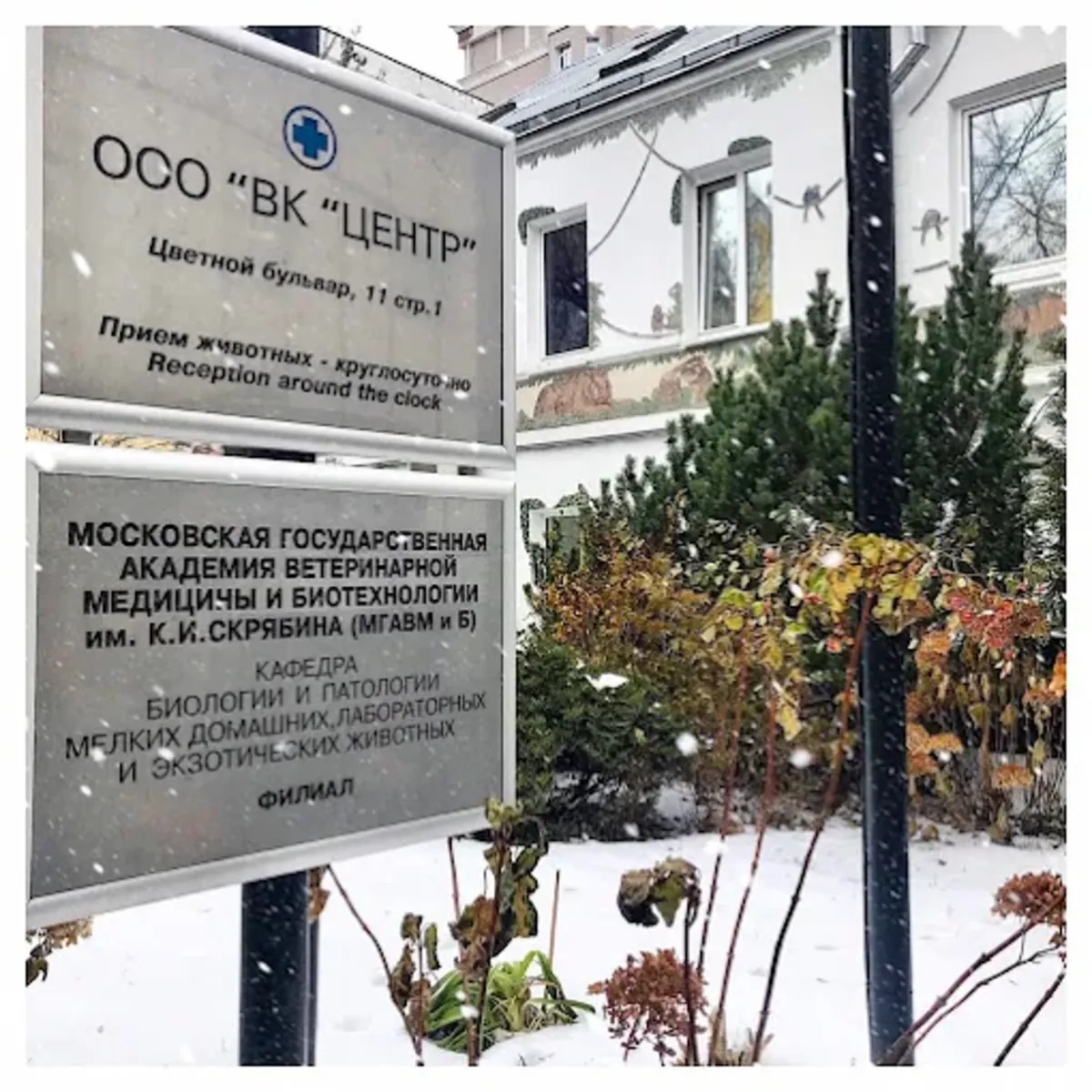 Veterinary Clinic Center – Professional animal care in Moscow - Moscow