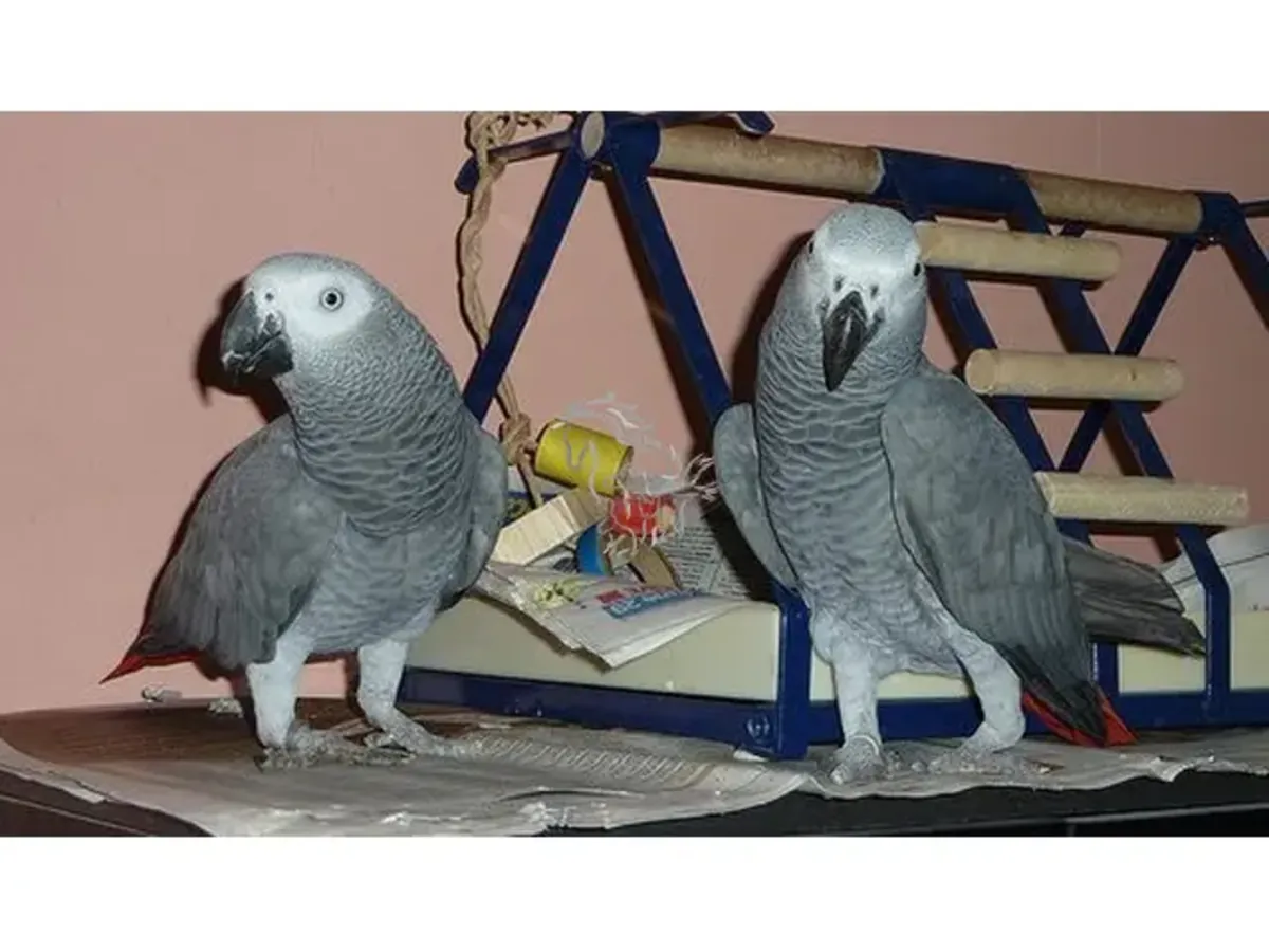 Speaking of healthy parrots and eggs
